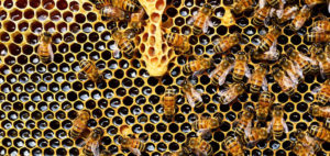 Les abeilles - Abeille à miel de l'Ouest